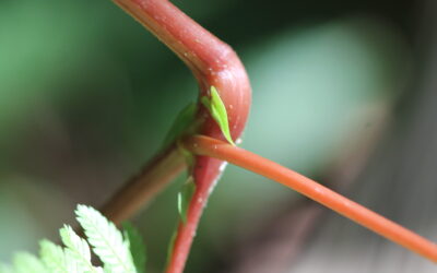 Selaginella exaltata