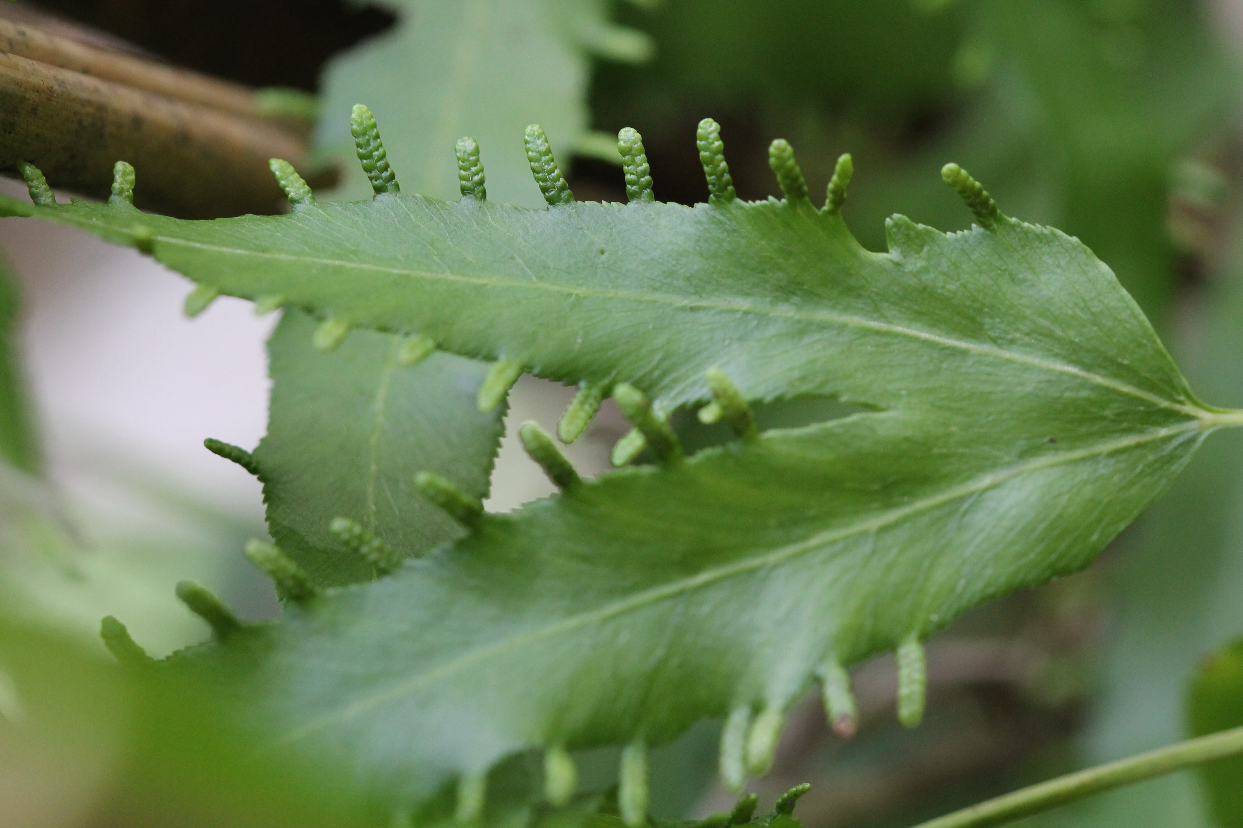 Lygodium heterodoxum