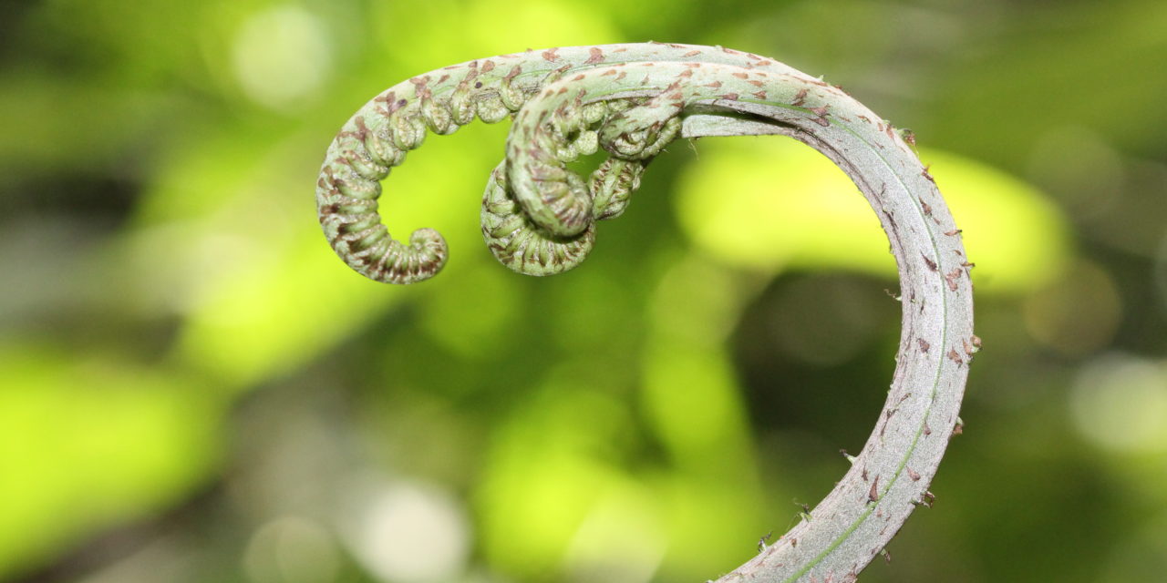 Pteris navarrensis