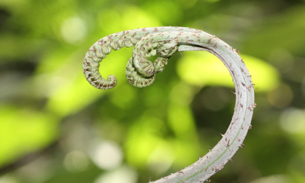 Pteris navarrensis