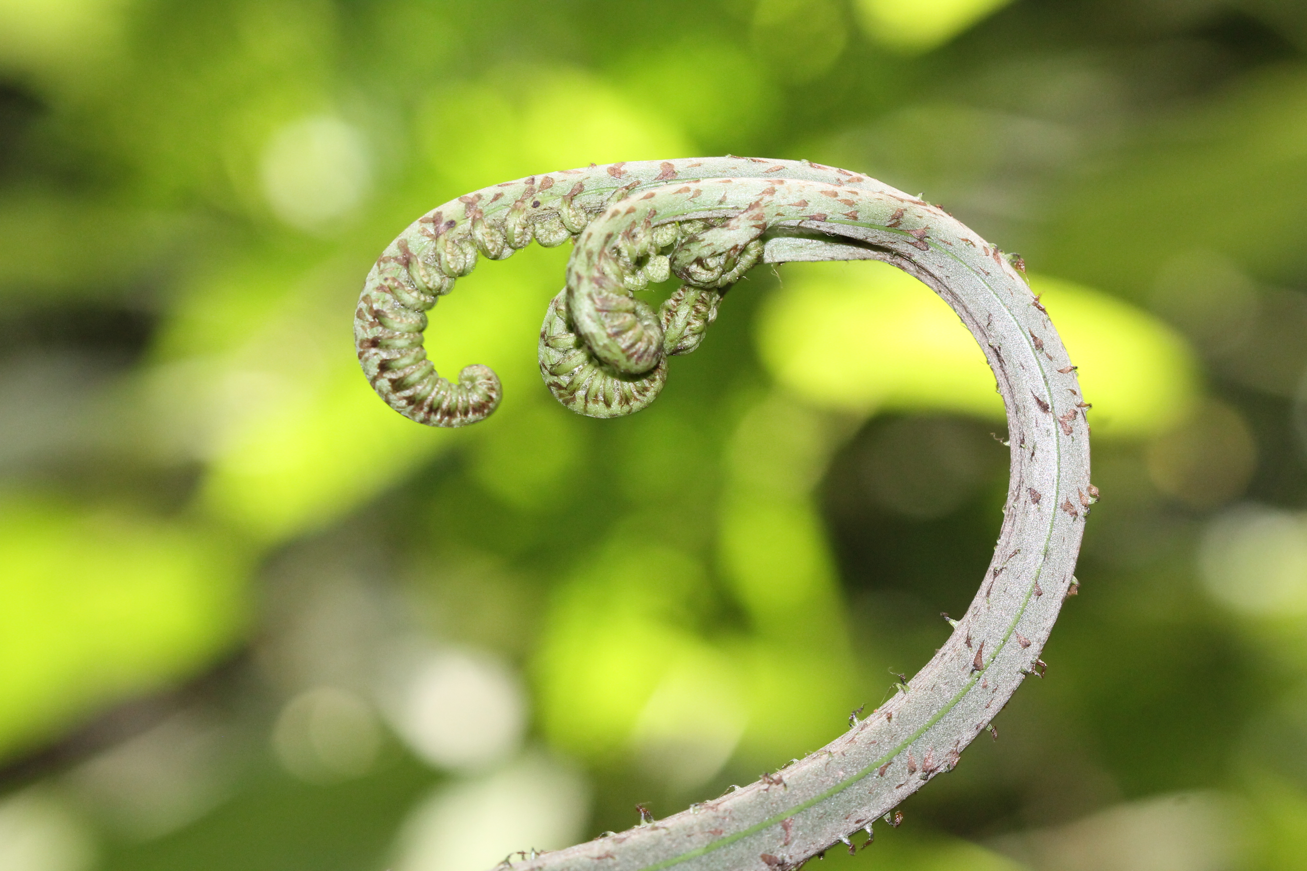 Pteris navarrensis