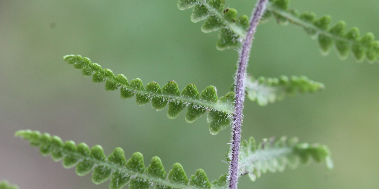 Pityrogramma boucheana