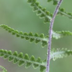 Pityrogramma boucheana