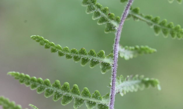 Pityrogramma boucheana