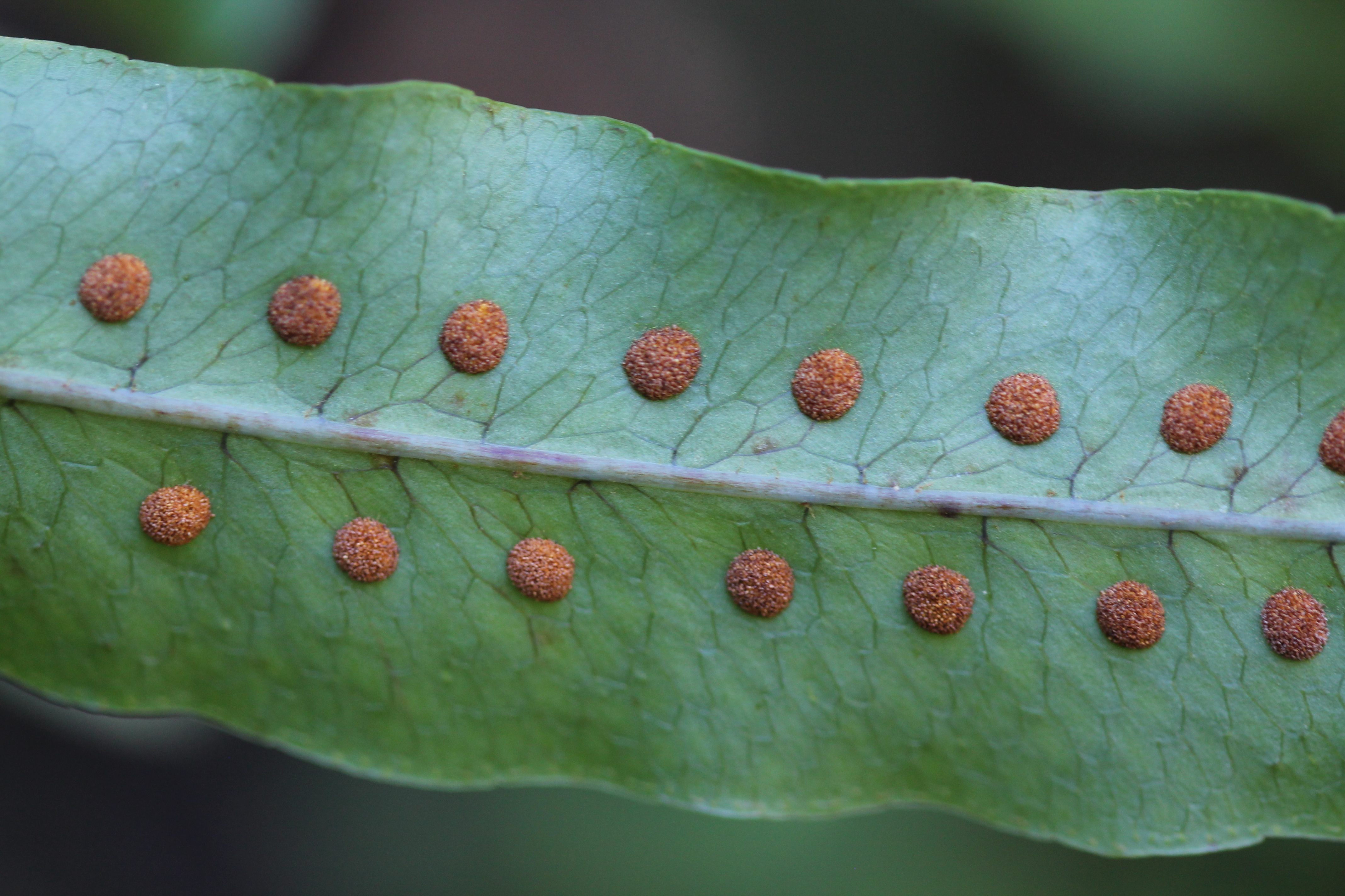 Phlebodium pseudoaureum