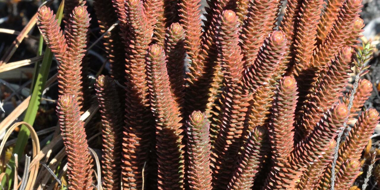 Phlegmariurus brevifolius