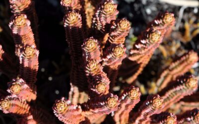 Phlegmariurus brevifolius