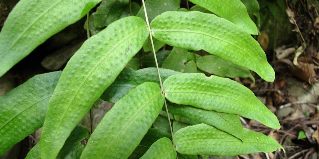 Serpocaulon fraxinifolium