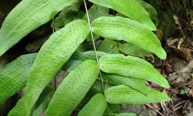 Serpocaulon fraxinifolium