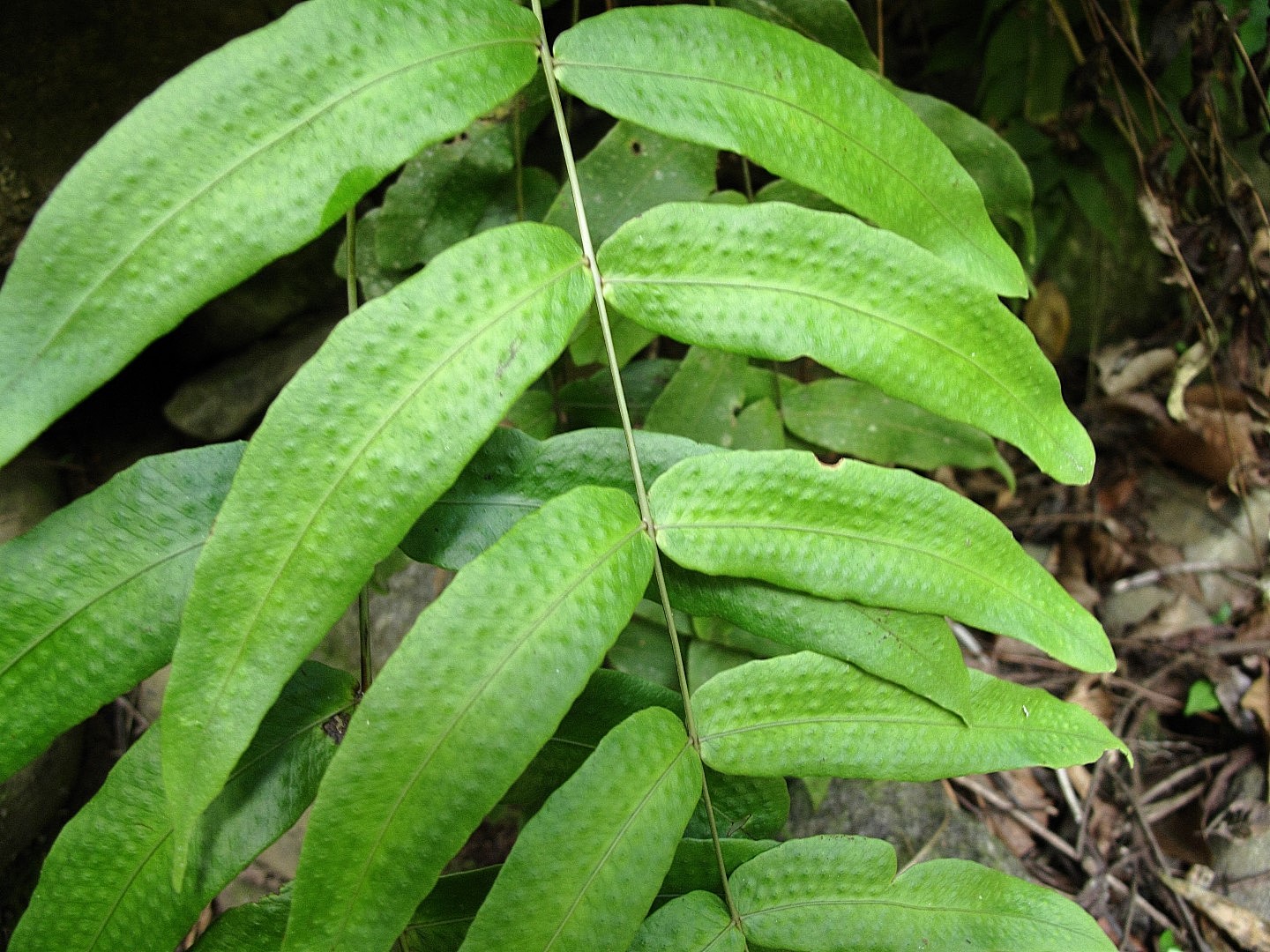 Serpocaulon fraxinifolium