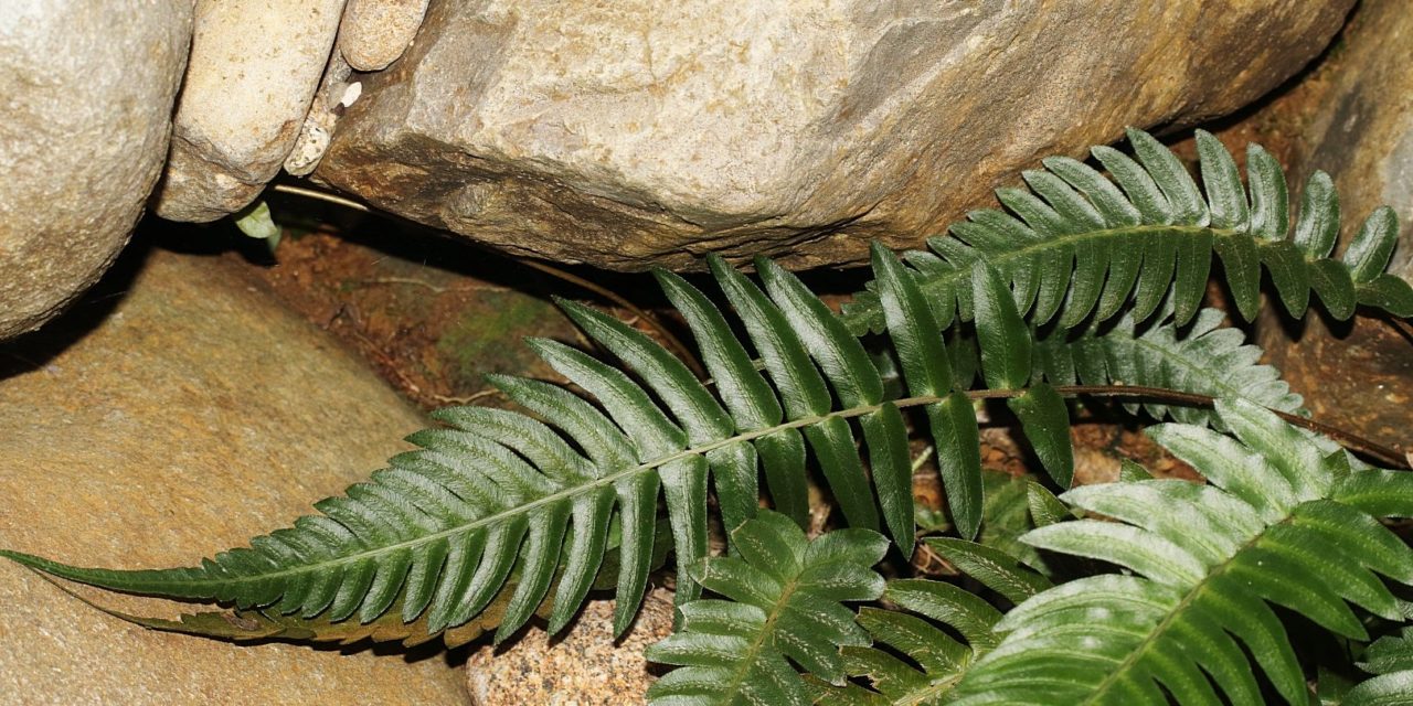 Blechnum occidentale