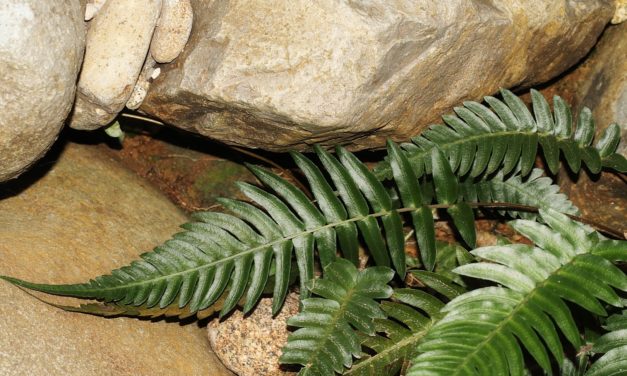 Blechnum occidentale