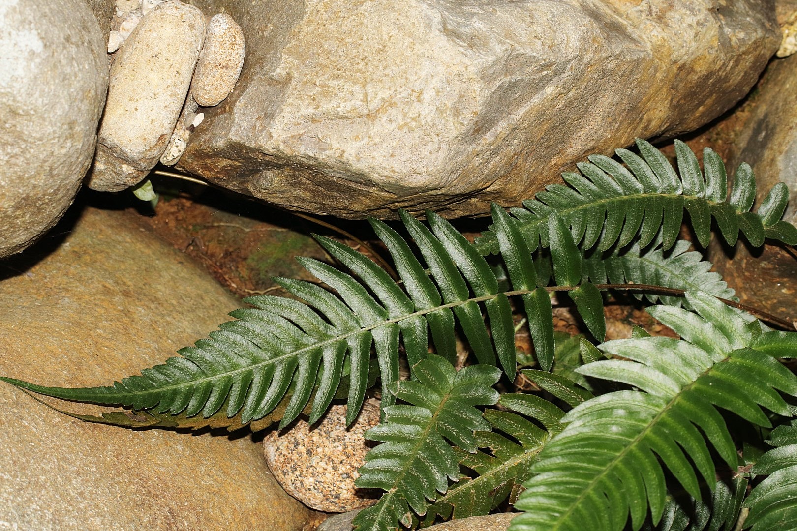 Blechnum occidentale