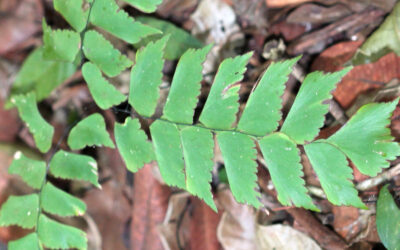 Adiantum trapeziforme