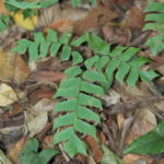 Adiantum trapeziforme