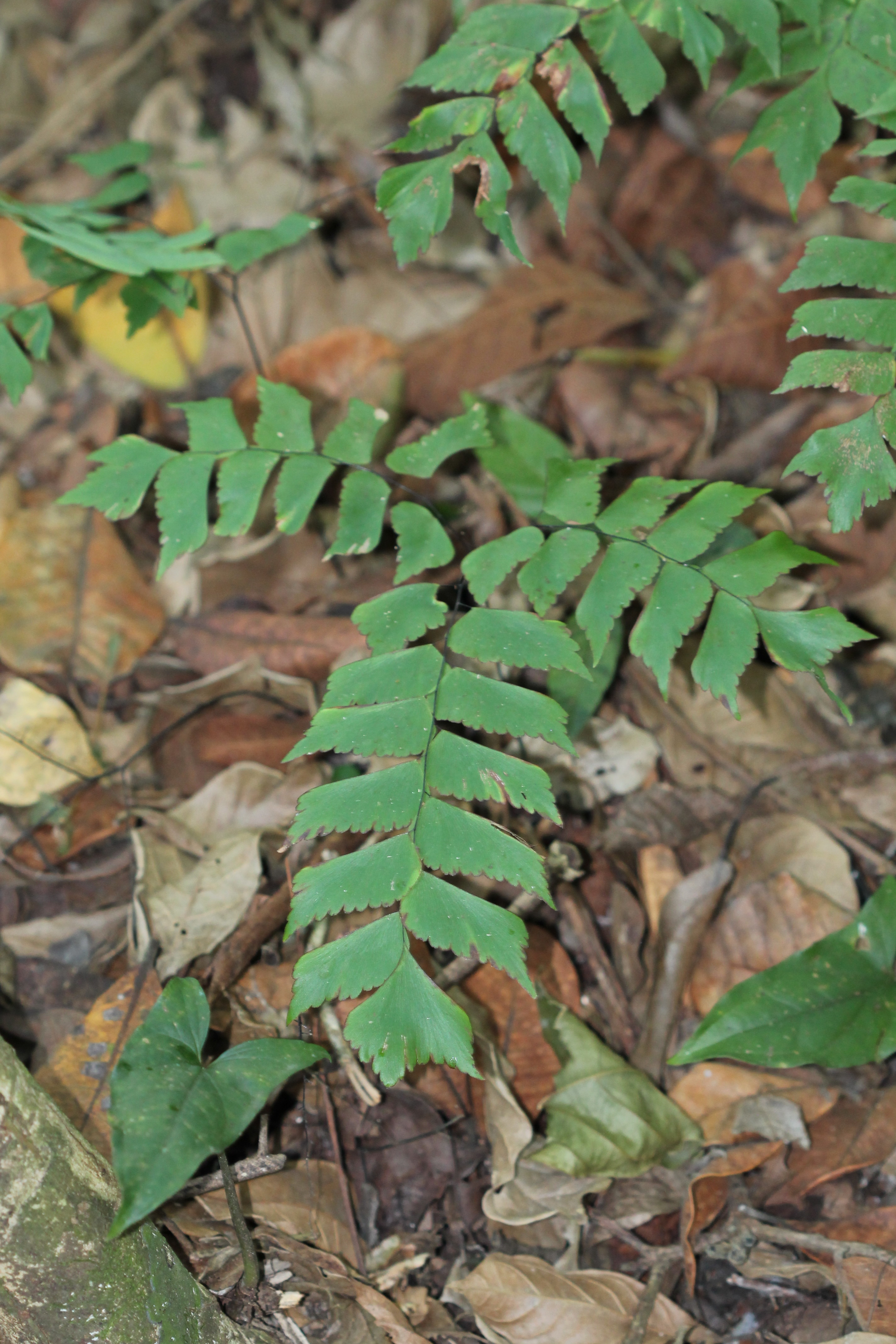 Adiantum trapeziforme