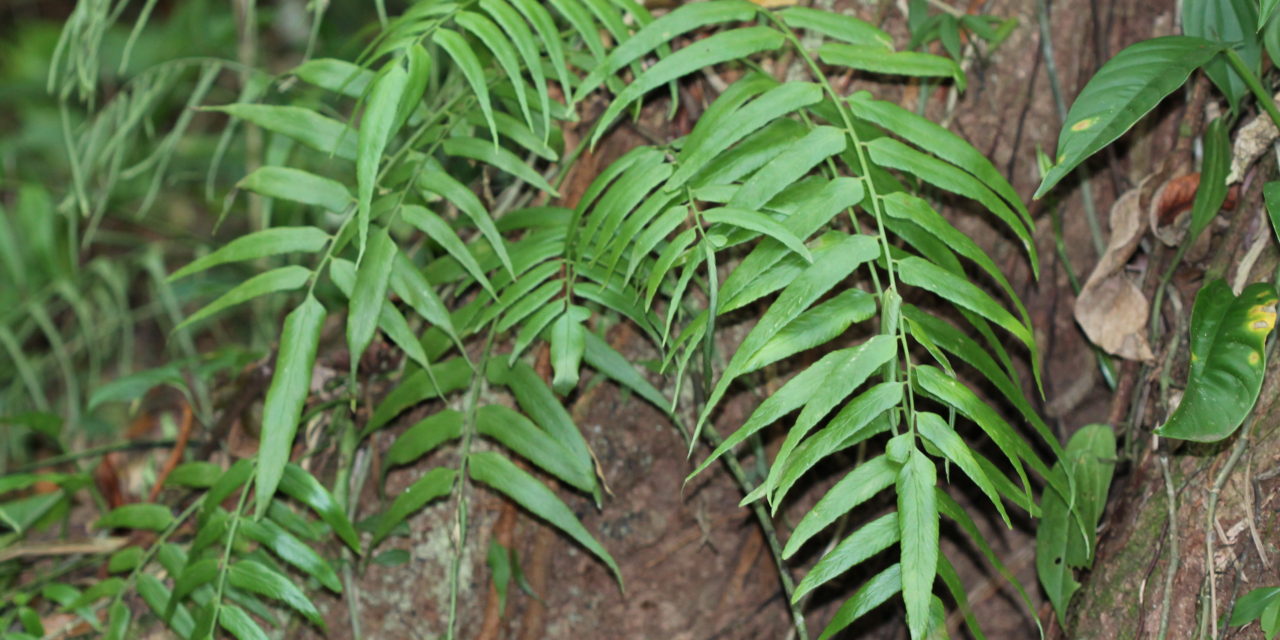 Asplenium juglandifolium