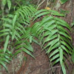 Asplenium juglandifolium