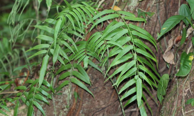 Asplenium juglandifolium