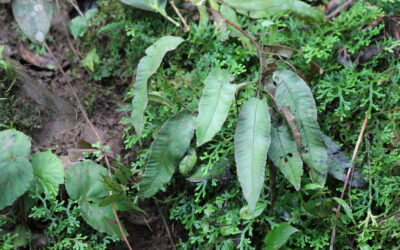 Diplazium plantaginifolium