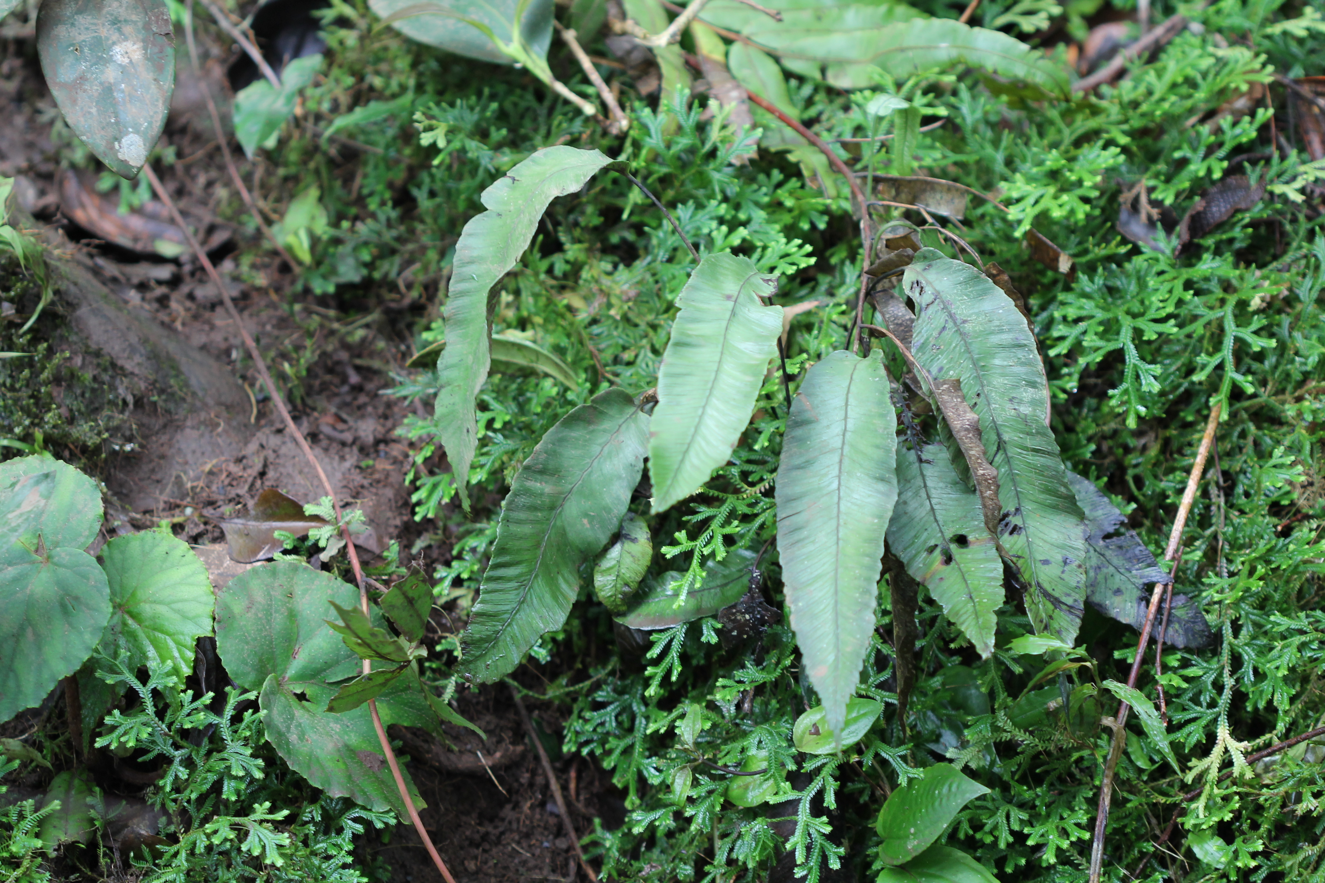 Diplazium plantaginifolium