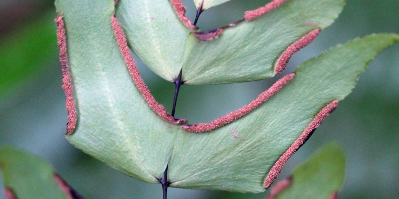 Adiantum macrophyllum