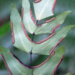 Adiantum macrophyllum