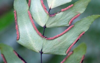 Adiantum macrophyllum