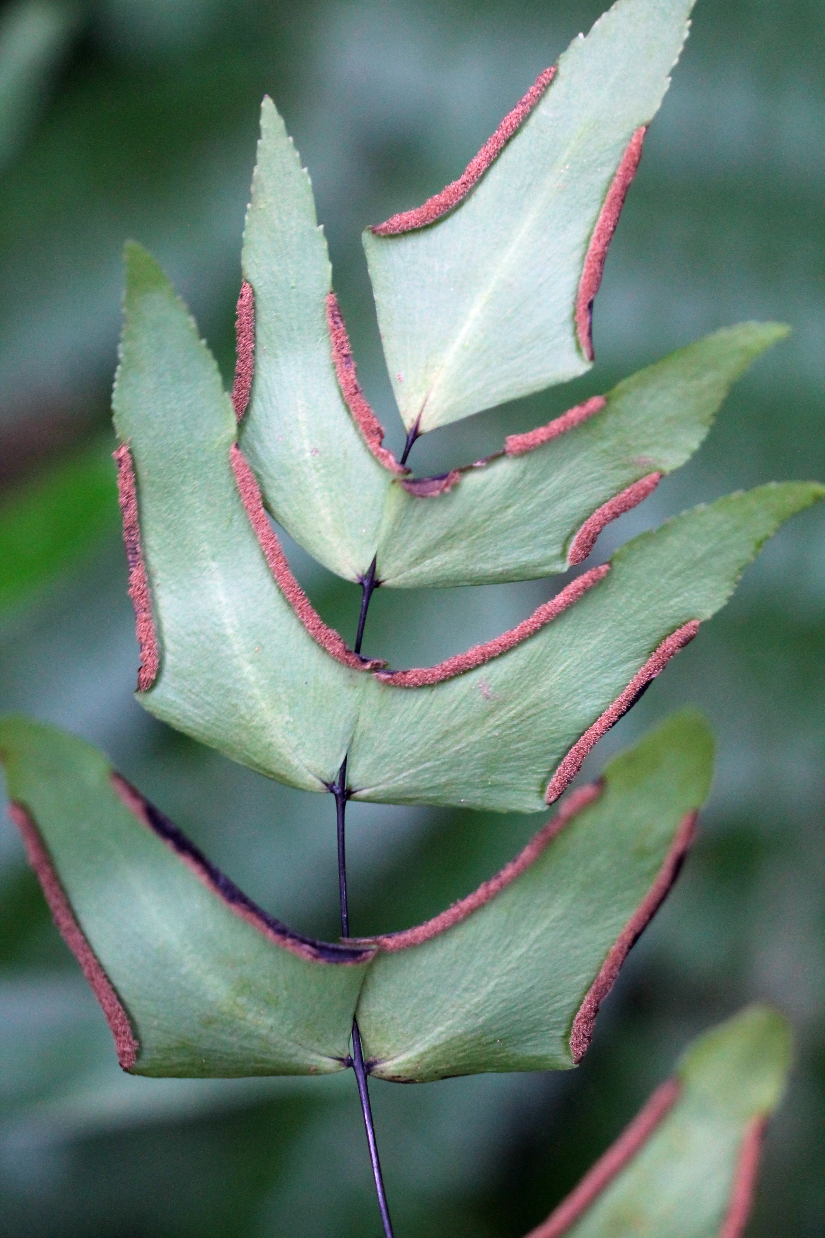 Adiantum macrophyllum