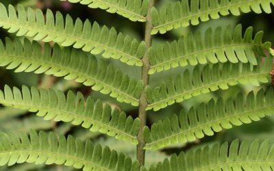 Ctenitis submarginalis