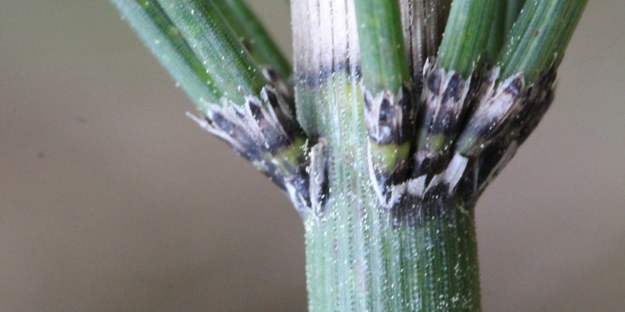 Equisetum myriochaetum