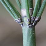 Equisetum myriochaetum