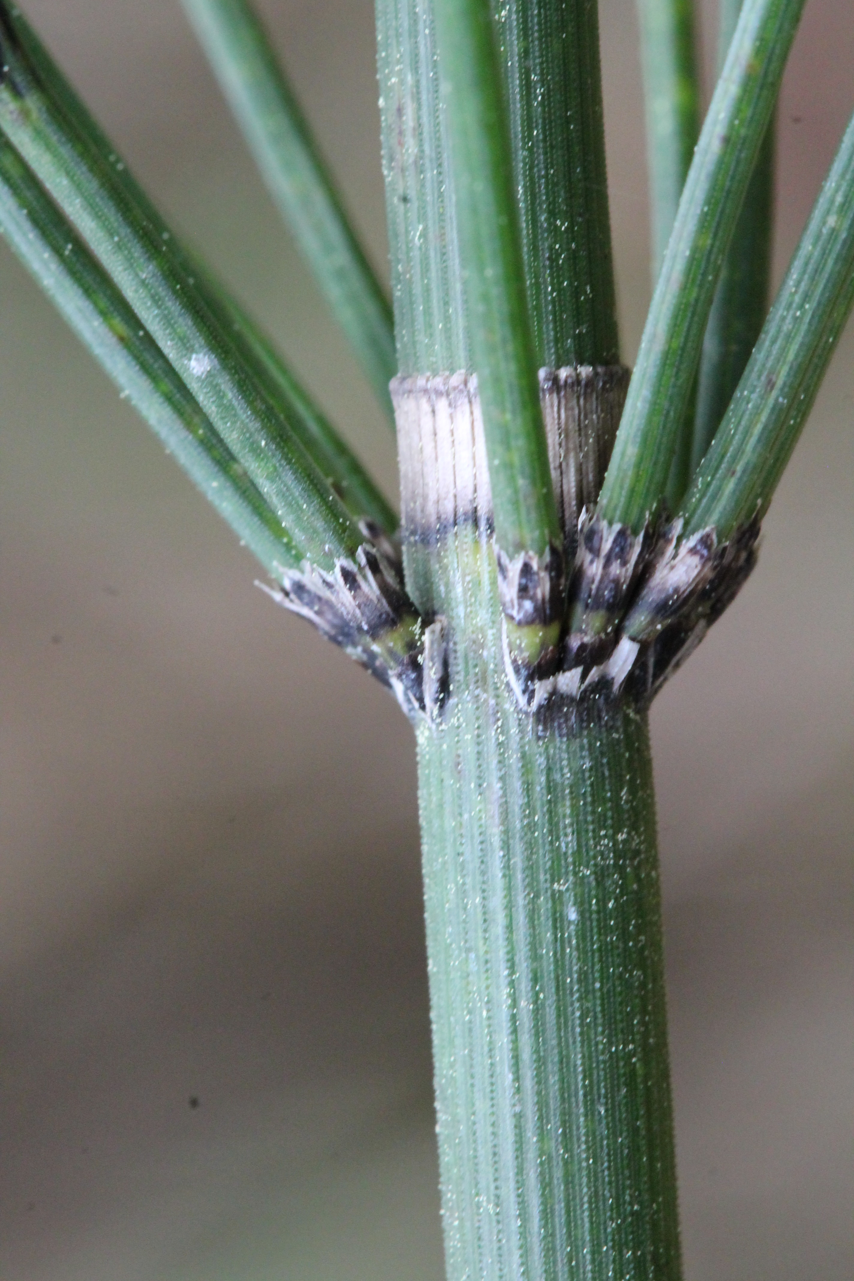 Equisetum myriochaetum