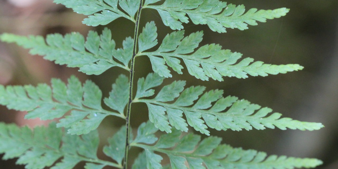 Asplenium insolitum