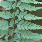 Asplenium insolitum