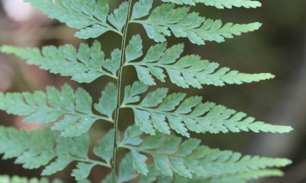 Asplenium insolitum