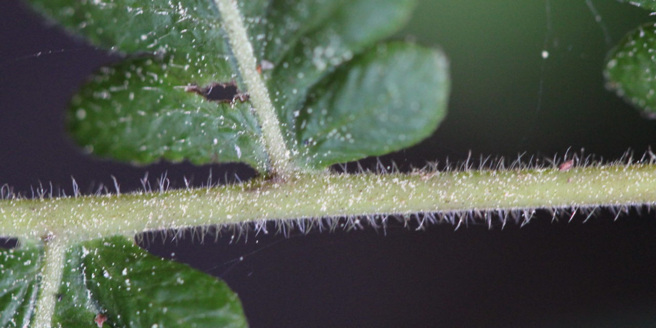 Stegnogramma pilosa