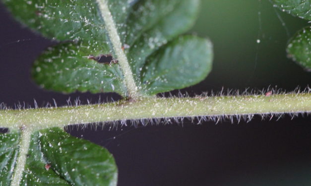 Stegnogramma pilosa