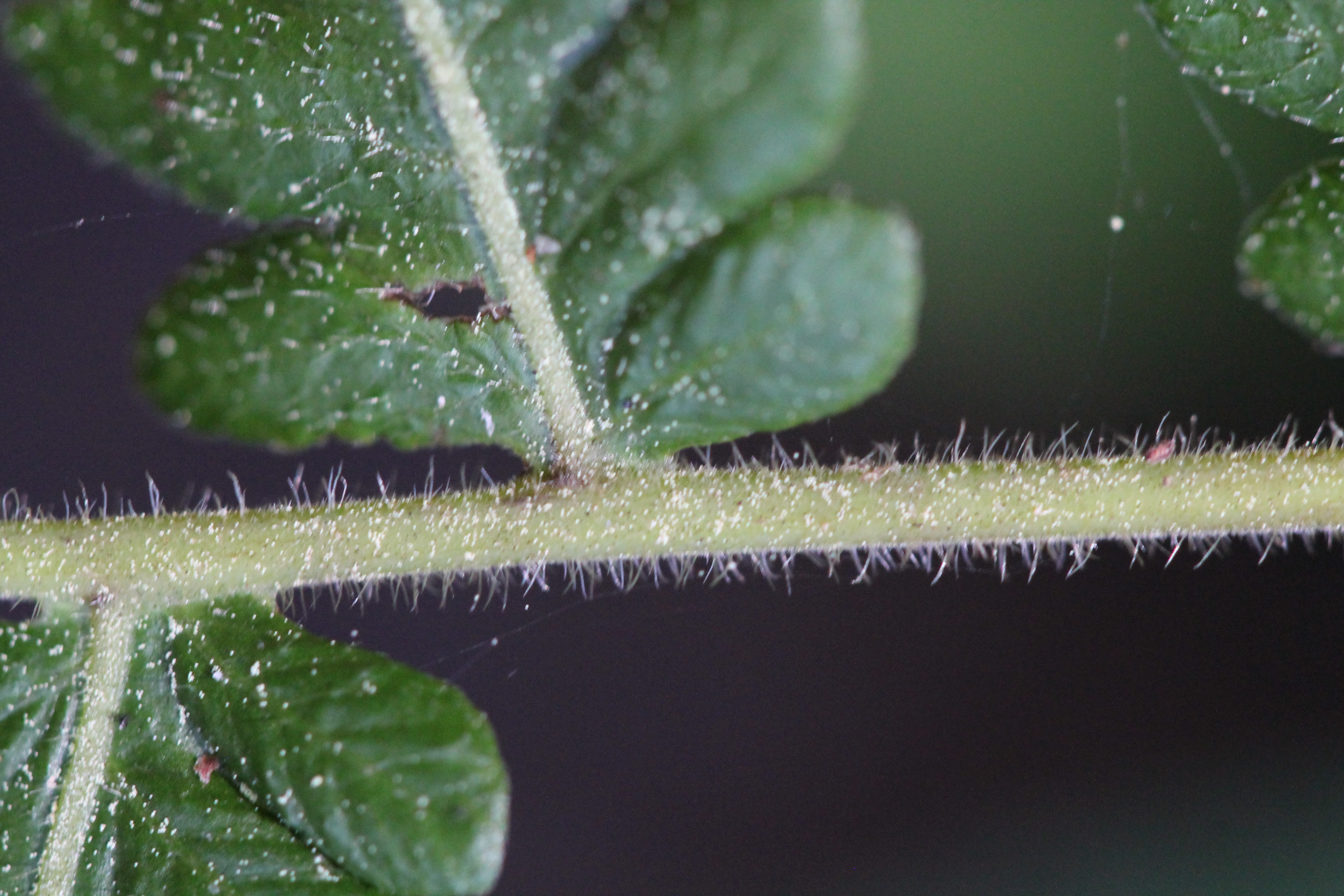 Stegnogramma pilosa