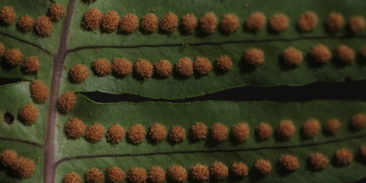 Polypodium arcanum