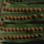 Polypodium arcanum