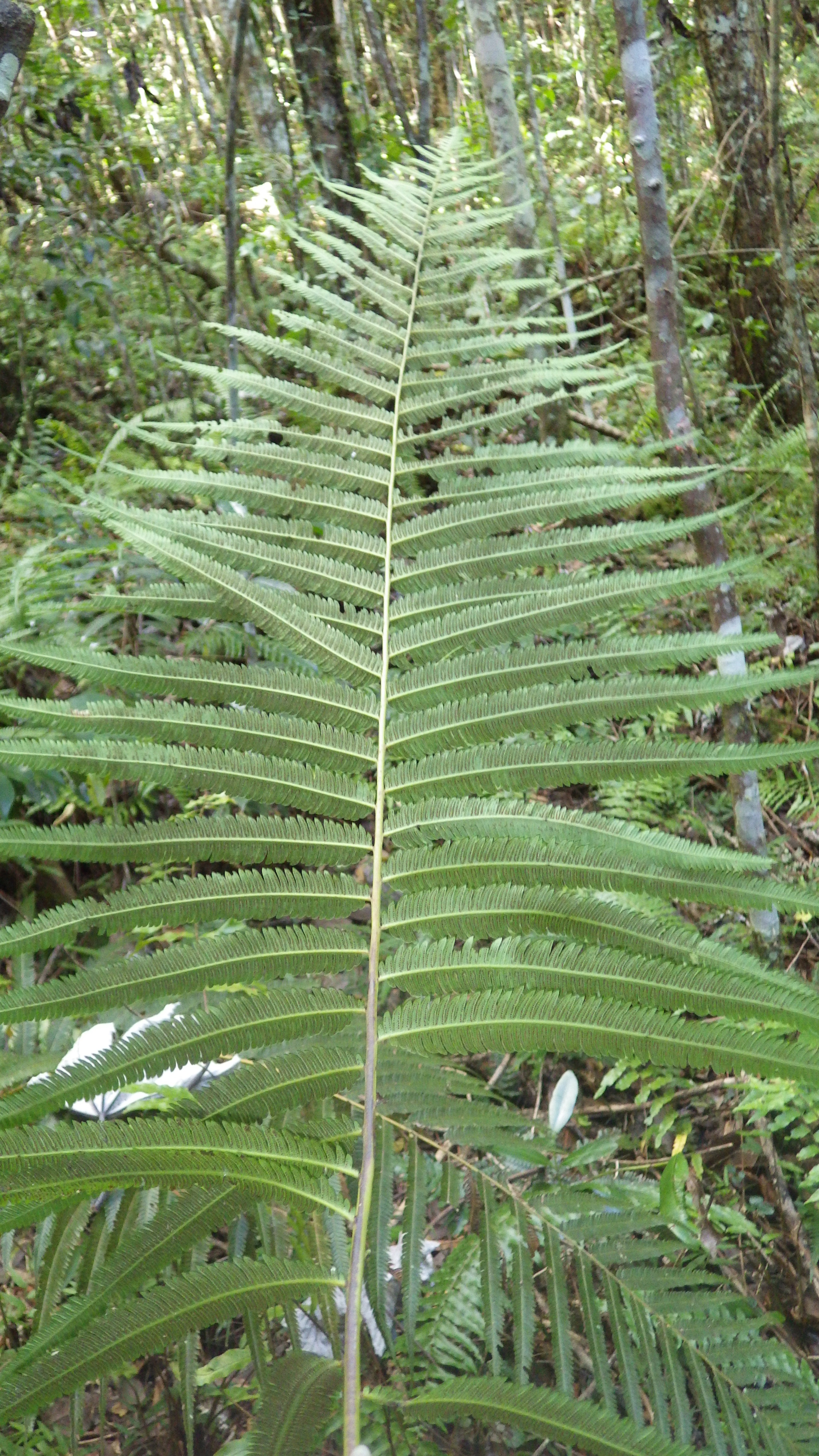 Thelypteris grandis