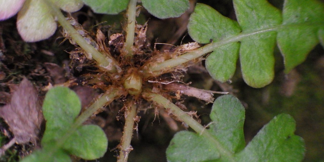 Blechnum polypodioides