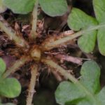 Blechnum polypodioides