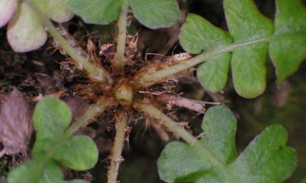 Blechnum polypodioides