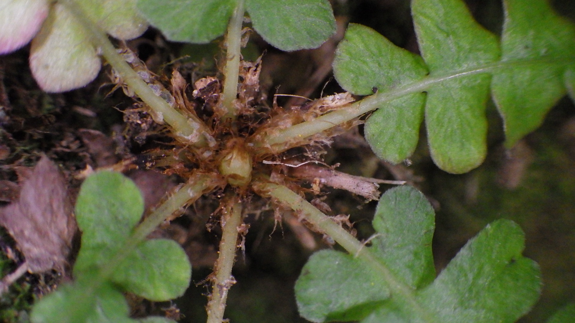 Blechnum polypodioides