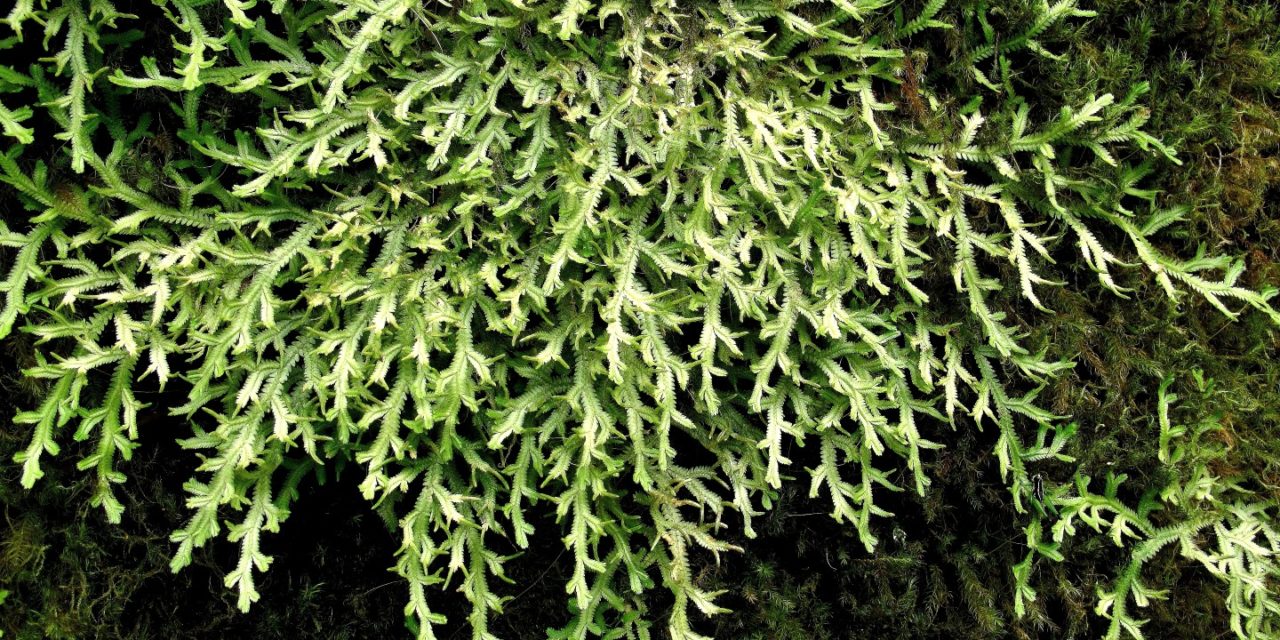 Selaginella jungermannioides