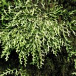 Selaginella jungermannioides