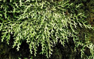 Selaginella jungermannioides