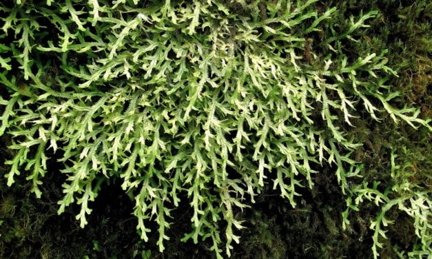 Selaginella jungermannioides